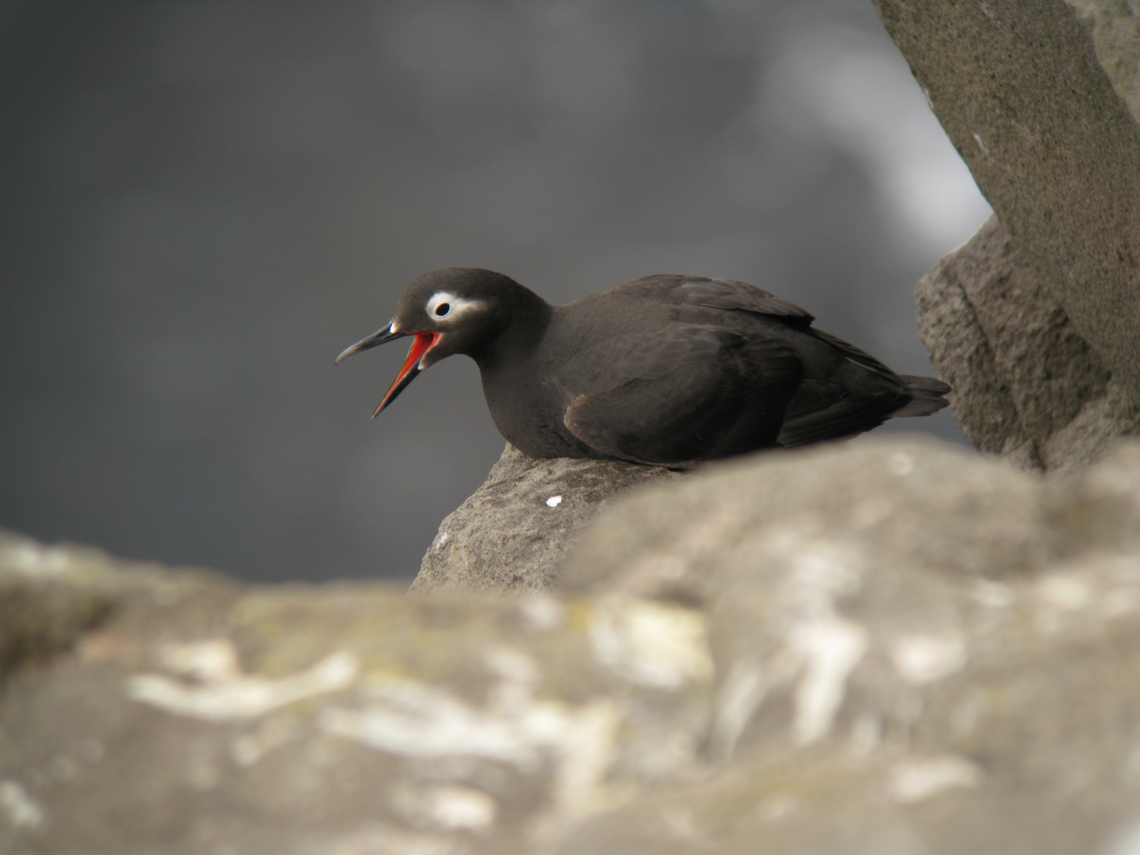 Changes in Bird Vocalization in City vs. Forest