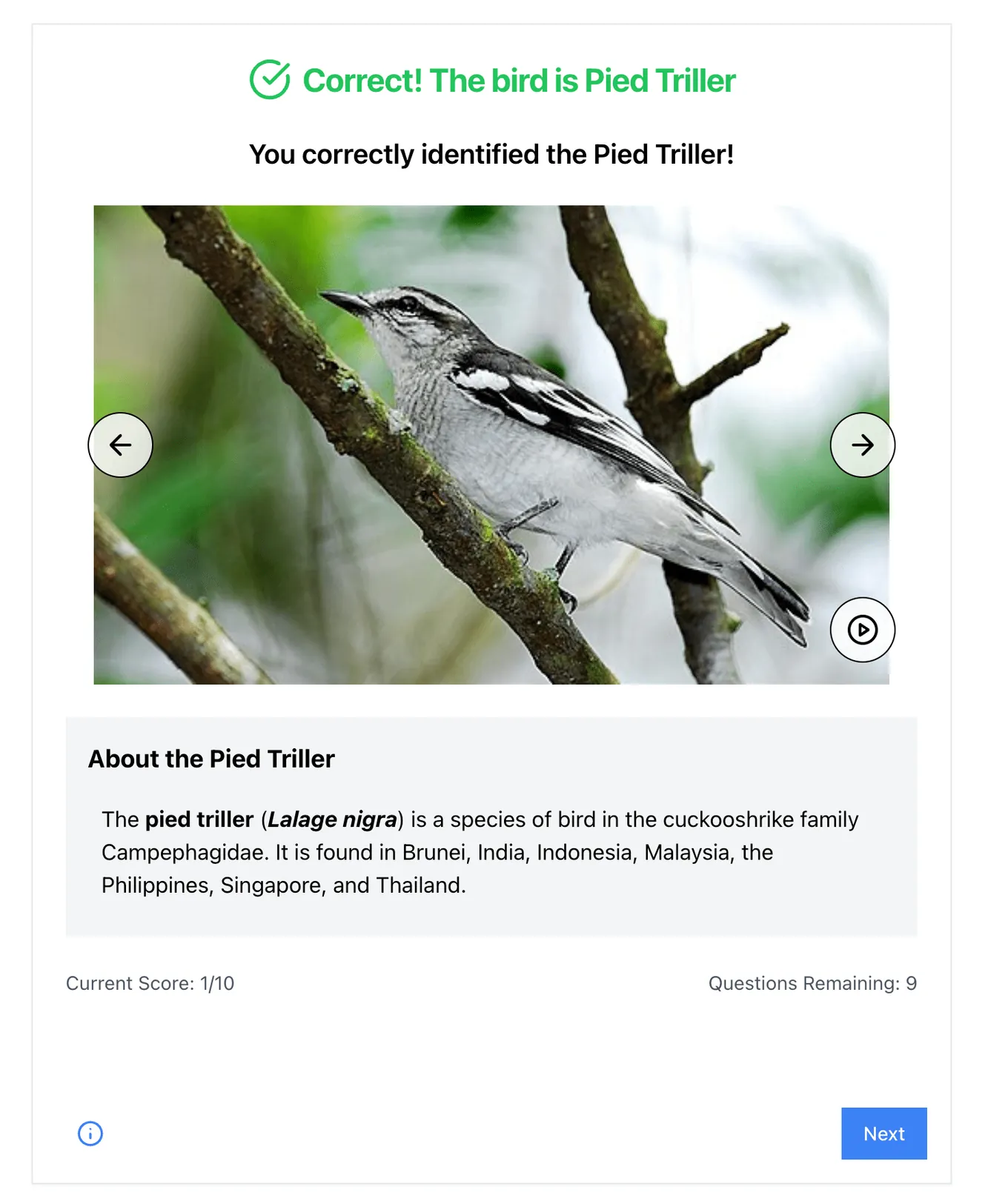 Learning Singapore’s Birds by Ear: A Look at the SingBirds Call Quiz screenshot